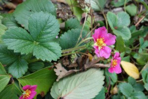 fragaria-ananassa-dsc05167