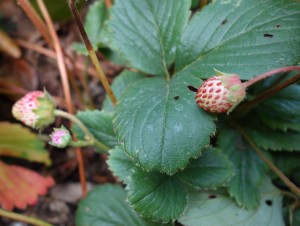 fragaria-ananassa-dsc05168