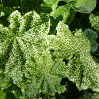 Pélargonium à feuilles peltées