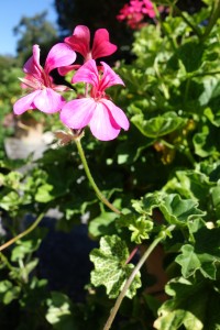 pelargonium peltatum DSC05256