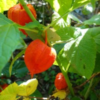Alkékenge,Coqueret, Amour-en-cage, Lanterne japonaise