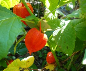 physalis-alkekengi-dsc01738