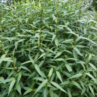 Rau Raum, Coriandre vietnamienne