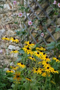 rudbeckia-hirta-dsc05391