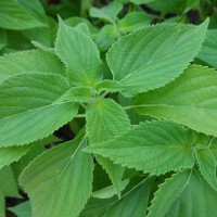 Sauge Chia, Sauge d’Espagne