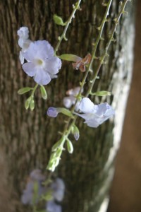 amalia-duranta-erecta-dsc05655