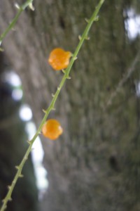 amalia-duranta-erecta-dsc05656