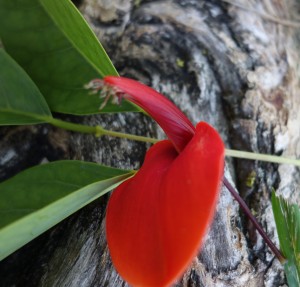 amalia-erythrina-crista-galli-dsc05653