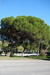 amalia-pinus-pinea-dsc05639