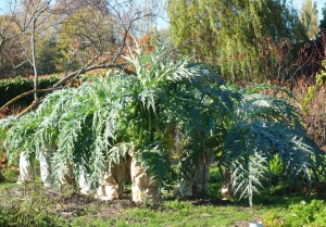 cardus-dsc02402