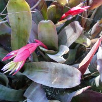 Jardin botanique Ajuda