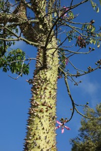 jb-ceiba-speciosa-dsc05668