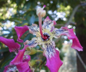 jb-ceiba-speciosa-dsc05817