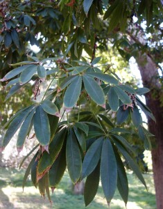 jb-ceiba-speciosa-dsc05820