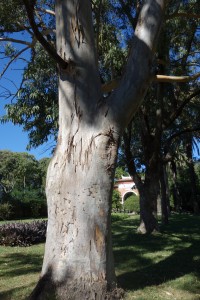 jb-eucalyptus-tereticornis-dsc05772