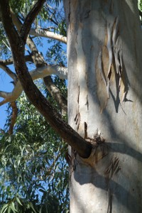 jb-eucalyptus-tereticornis-dsc05773