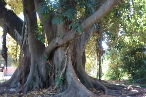 jb-ficus-macrophylla-dsc05830