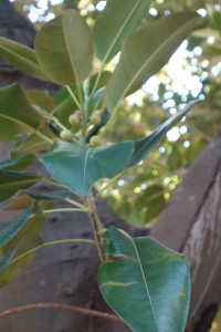 jb-ficus-macrophylla-dsc05832