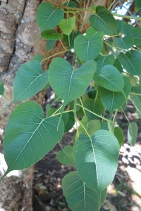 jb-ficus-religiosa-dsc05870