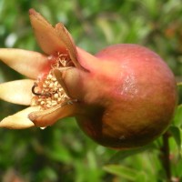 Grenadier commun, Pomme de Carthage, Balaustier, Pomegranate