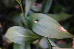 ruscus-hypophyllum-dsc05623