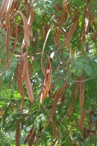 vasco-leucaena-leucocephala-dsc05977