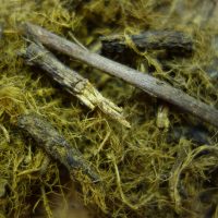 Racine de réglisse, Meyan kökü