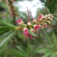 Grévillier à feuilles de romarin