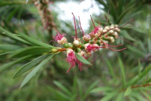 grevillea-rosmarinifolia-dsc04475