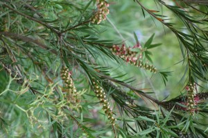 grevillea-rosmarinifolia-dsc04477