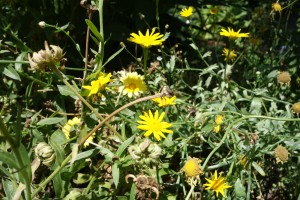 grindelia-robusta-dsc04111