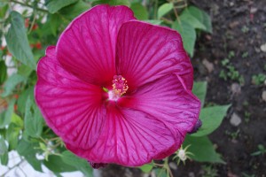 hibiscus-moscheutos-dsc05132