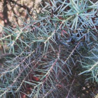 Genévrier oxycèdre, Cèdre piquant, Arbre à cade