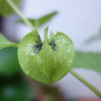Pomme du Pérou, le Faux-coqueret