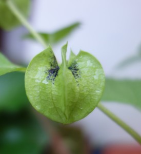 nicandra-physaloides-dsc05143