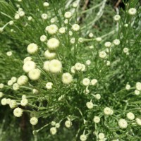 Santoline à feuilles de romarin, Santoline verte