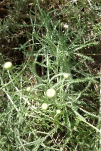 santolina-rosmarinifolia-dsc03968