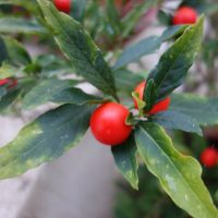 Pommier d’amour, Cerisier d’amour, Cerisier de Jérusalem, Cerisier du savetier