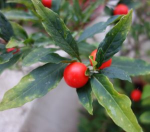 solanum-pseudocapsicum-dsc05137