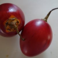 Tamarillo, Tomate en arbre