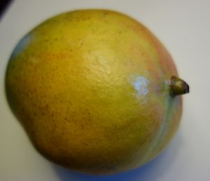 mangifera-indiga-dsc00227