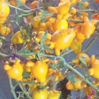 Pomme téton, Morelle mammée