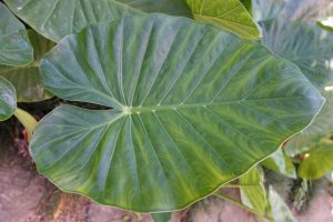 La plante verte imitation alocasia, Simons Maison