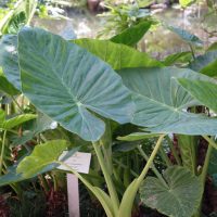 Alocasia, Oreille d’éléphant, Songe des Caraïbes, Taro géant, Songe de papangue