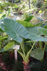 alocasia macrorrhiza DSC05544