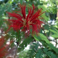 Calliandra de tweedi, Arbres à la houppette, Pompon marin, Flamboyant mexicain