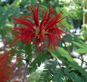 calliandra-tweedii-dsc04121