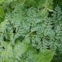 Grande ciguë, Ciguë tachée