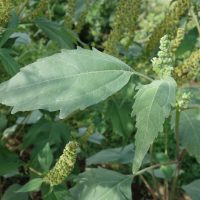 Ive à feuilles de lampourde, Fausse-herbe-aux-Poux