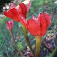 Haemanthus rouge
